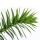 Chilenische Schmucktanne - Andentanne - Araucaria araucana - Setzling im 19cm Topf