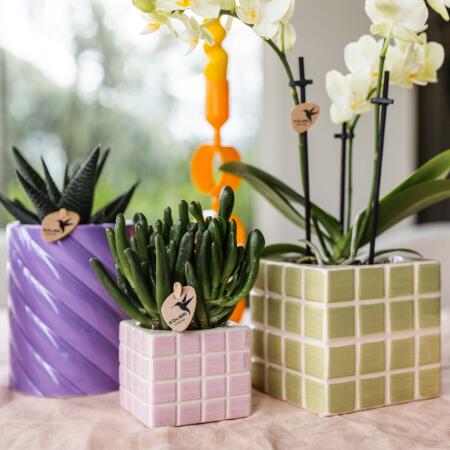 Trio de cache-pots "Cube mosaïque" - Set de 3 pots colorés assortis les uns aux autres
