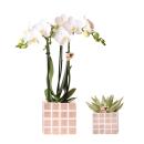 "Mosaic cube" cachepot trio - set of 3 colorful pots - blue-sand - for 6cm pots