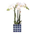 "Mosaic cube" cachepot trio - set of 3 colorful pots - blue-sand - for 6cm pots