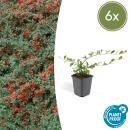 Ground cover - Cotoneaster dammeri - Carpet cotoneaster - 9cm pot - Set of 6 plants