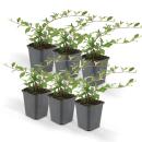 Ground cover - Cotoneaster dammeri - Carpet cotoneaster - 9cm pot - Set of 6 plants