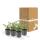 Ground cover - Cotoneaster dammeri - Carpet cotoneaster - 9cm pot - Set of 6 plants