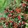Ground cover - Cotoneaster dammeri - Carpet cotoneaster - 9cm pot - Set of 6 plants