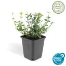 Bodendecker - Kriechspindel - Euonymus fortunei Emerald Gaiety - 9cm Topf - Set mit 6 Pflanzen