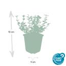 Bodendecker - Kriechspindel - Euonymus fortunei Emerald Gaiety - 9cm Topf - Set mit 6 Pflanzen