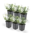 Bodendecker - Kriechspindel - Euonymus fortunei Emerald Gaiety - 9cm Topf - Set mit 6 Pflanzen