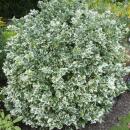 Bodendecker - Kriechspindel - Euonymus fortunei Emerald Gaiety - 9cm Topf - Set mit 6 Pflanzen
