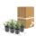 Bodendecker - Kriechspindel - Euonymus fortunei Emerald Gaiety - 9cm Topf - Set mit 6 Pflanzen