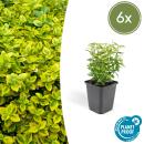 Couvre-sol - Fusain rampant - Euonymus fortunei Emerald Gold - Pot de 9cm - Set de 6 plantes