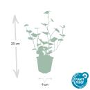 Bodendecker - Irischer Efeu - Hedera hibernica - 9cm Topf - Set mit 6 Pflanzen