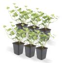 Bodendecker - Irischer Efeu - Hedera hibernica - 9cm Topf - Set mit 6 Pflanzen