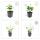 Bodendecker - Irischer Efeu - Hedera hibernica - 9cm Topf - Set mit 6 Pflanzen