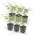 Bodendecker - Irischer Efeu - Hedera hibernica - 9cm Topf - Set mit 6 Pflanzen