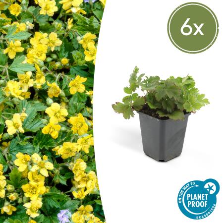 Evergreen ground cover - Gold strawberry - Waldsteinia ternata - 9cm pot - Set of 6 plants