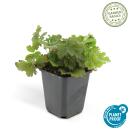 Evergreen ground cover - Gold strawberry - Waldsteinia ternata - 9cm pot - Set of 6 plants