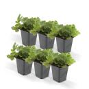 Evergreen ground cover - Gold strawberry - Waldsteinia ternata - 9cm pot - Set of 6 plants
