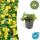 Evergreen ground cover - Gold strawberry - Waldsteinia ternata - 9cm pot - Set of 6 plants