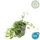 Couvre-sol - Petite pervenche - Vinca minor - Pot de 9cm - Set de 6 plantes