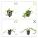 Couvre-sol - Petite pervenche - Vinca minor - Pot de 9cm - Set de 6 plantes