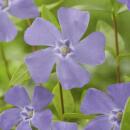 Couvre-sol - Petite pervenche - Vinca minor - Pot de 9cm - Set de 6 plantes