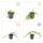 Couvre-sol - Petite pervenche - Vinca minor - Pot de 9cm - Set de 6 plantes