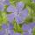 Couvre-sol - Petite pervenche - Vinca minor - Pot de 9cm - Set de 6 plantes