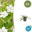 Couvre-sol - Petite pervenche - Vinca minor Alba - fleurs blanches - pot de 9cm - set de 6 plantes