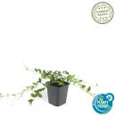 Couvre-sol - Petite pervenche - Vinca minor Alba - fleurs blanches - pot de 9cm - set de 6 plantes