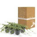 Couvre-sol - Petite pervenche - Vinca minor Alba - fleurs blanches - pot de 9cm - set de 6 plantes