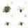 Couvre-sol - Petite pervenche - Vinca minor Alba - fleurs blanches - pot de 9cm - set de 6 plantes