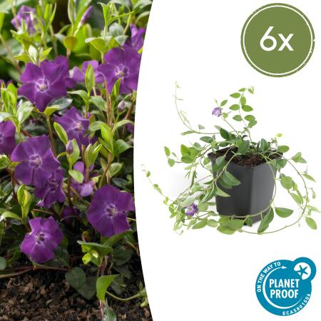 Bodendecker - Kleines Immergrün - Vinca minor Atropurpurea - 9cm Topf - Set mit 6 Pflanzen