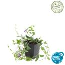 Bodendecker - Kleines Immergrün - Vinca minor Atropurpurea - 9cm Topf - Set mit 6 Pflanzen