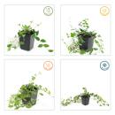 Bodendecker - Kleines Immergrün - Vinca minor Atropurpurea - 9cm Topf - Set mit 6 Pflanzen