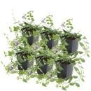 Bodendecker - Kleines Immergrün - Vinca minor Atropurpurea - 9cm Topf - Set mit 6 Pflanzen