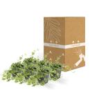 Bodendecker - Kleines Immergrün - Vinca minor Atropurpurea - 9cm Topf - Set mit 6 Pflanzen