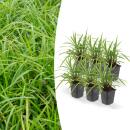Herbe dornement - Laiche japonaise - Carex morrowii Ice...