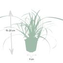 Herbe dornement - Laiche japonaise - Carex morrowii Ice Dance - Pot de 9cm - Set de 6 plantes