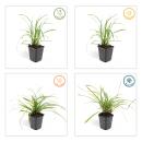 Herbe dornement - Laiche japonaise - Carex morrowii Ice Dance - Pot de 9cm - Set de 6 plantes