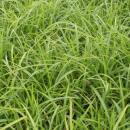 Herbe dornement - Laiche japonaise - Carex morrowii Ice Dance - Pot de 9cm - Set de 6 plantes