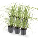 Herbe dornement - Laiche japonaise - Carex morrowii Ice Dance - Pot de 9cm - Set de 6 plantes