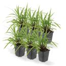 Ziergras - Japanische Segge - Carex morrowii Ice Dance - 9cm Topf - Set mit 6 Pflanzen
