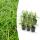 Herbe dornement - Laiche japonaise - Carex morrowii Ice Dance - Pot de 9cm - Set de 6 plantes