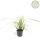 Herbe dornement - Laiche japonaise - Carex morrowii Ice Dance - Pot de 9cm - Set de 6 plantes