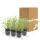 Herbe dornement - Laiche japonaise - Carex morrowii Ice Dance - Pot de 9cm - Set de 6 plantes