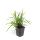 Herbe dornement - Laiche japonaise - Carex morrowii Ice Dance - Pot de 9cm - Set de 6 plantes
