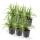 Ziergras - Japanische Segge - Carex morrowii Ice Dance - 9cm Topf - Set mit 6 Pflanzen