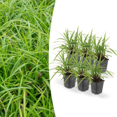 Ziergras - Japanische Teppich-Segge - Carex morrowii Irish Green - 9cm Topf - Set mit 6 Pflanzen