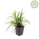 Herbe ornementale - Laiche japonaise - Carex morrowii...
