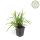 Ziergras - Japanische Teppich-Segge - Carex morrowii Irish Green - 9cm Topf - Set mit 6 Pflanzen